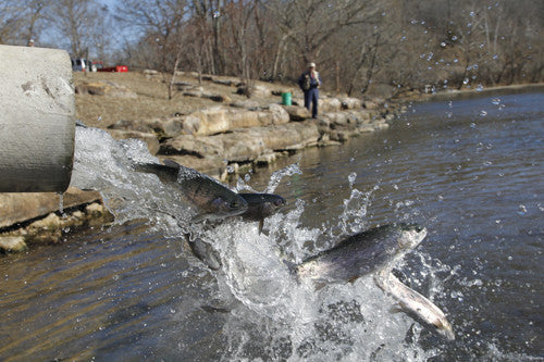 I'll Never Take Another Trout Stock for Granted