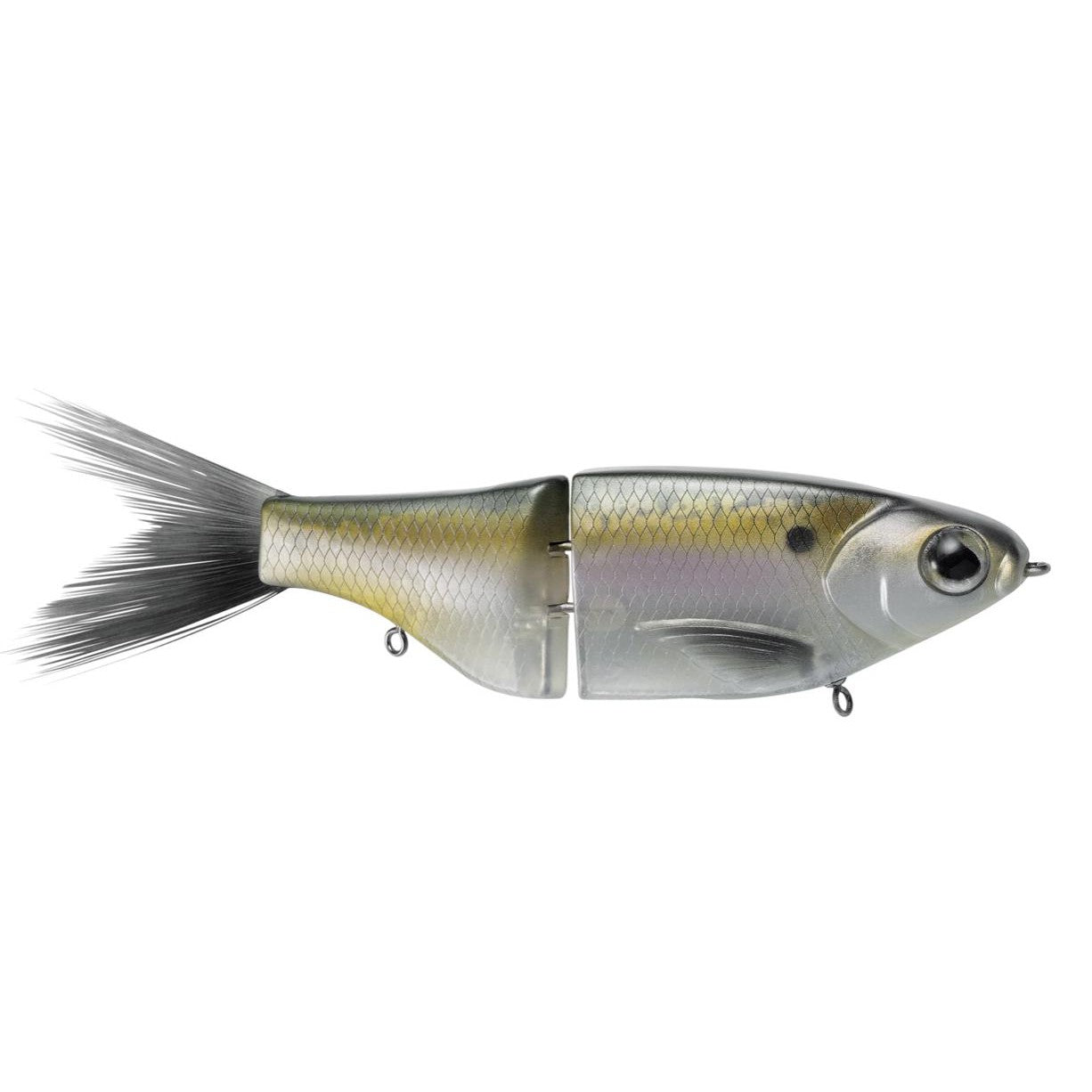 Threadfin Shad