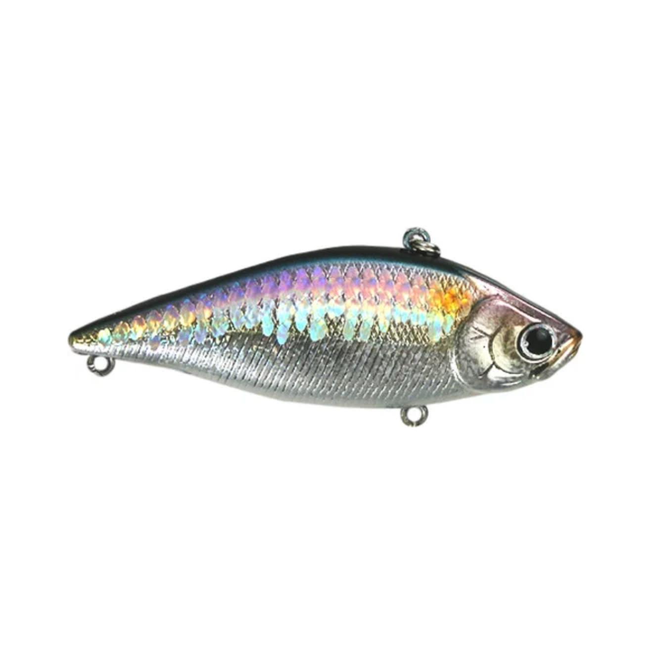 American Shad