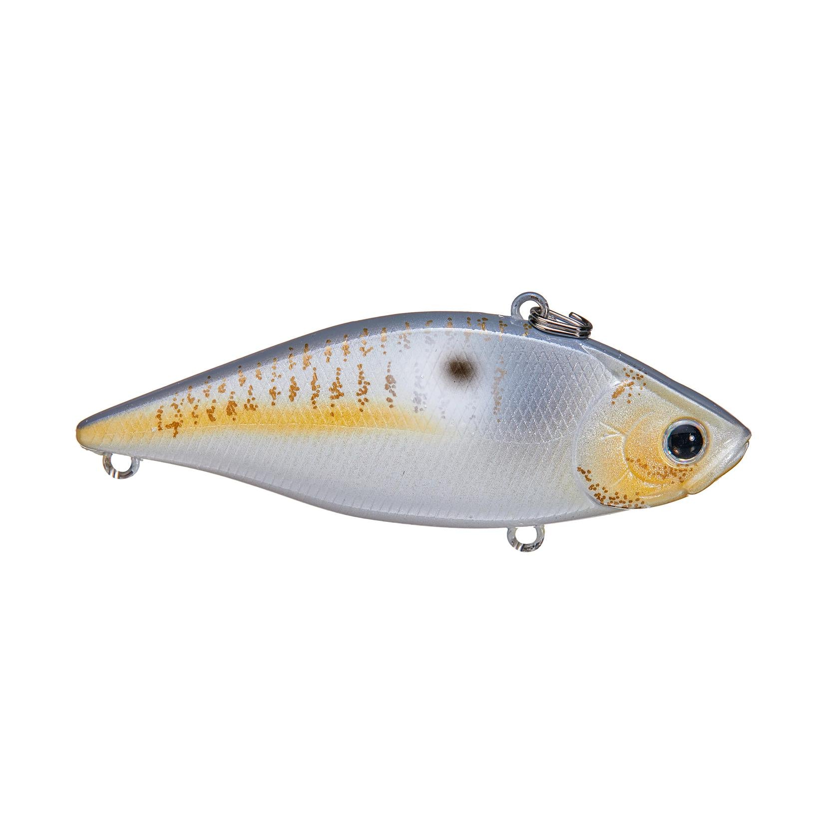 Gold Threadfin