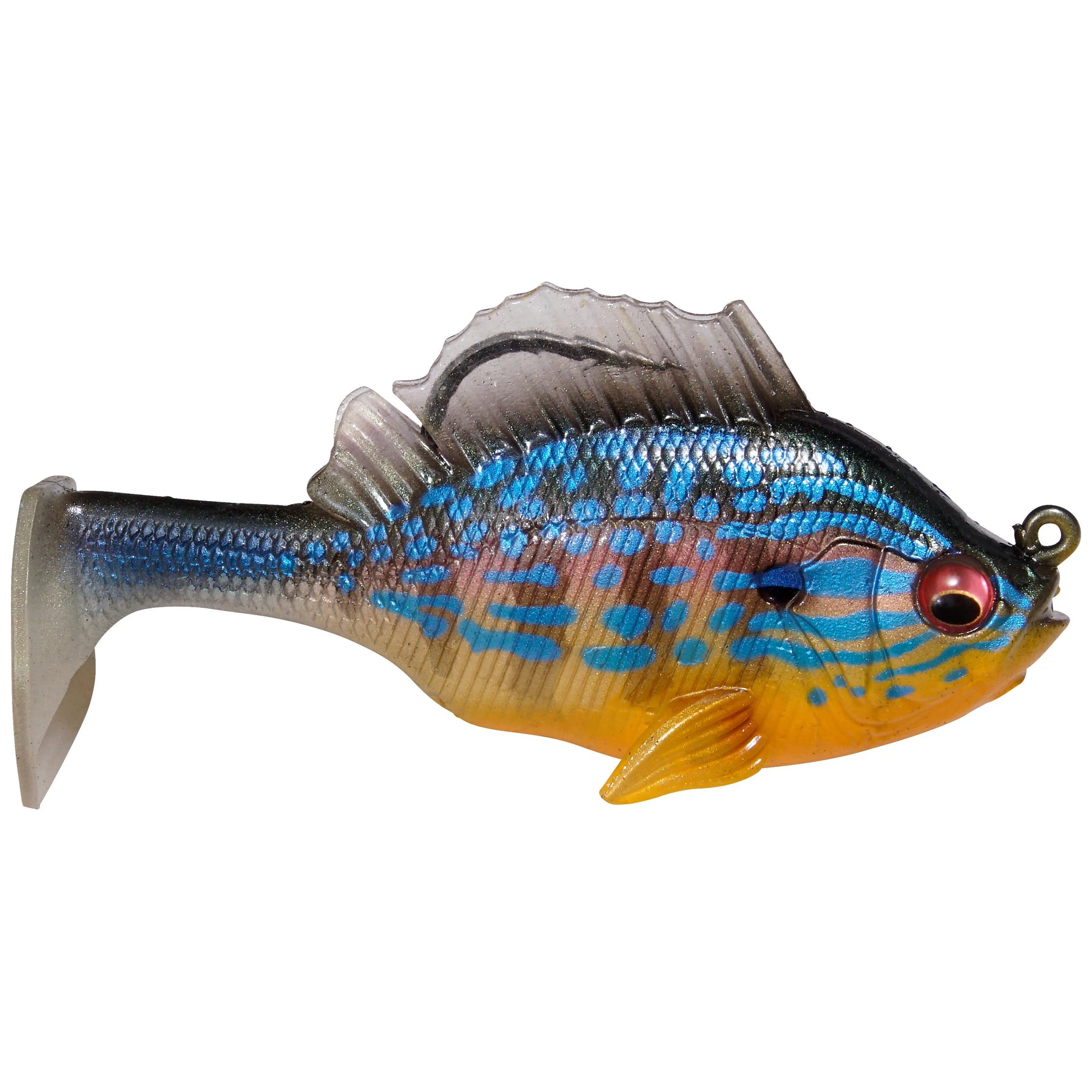 Cichlid