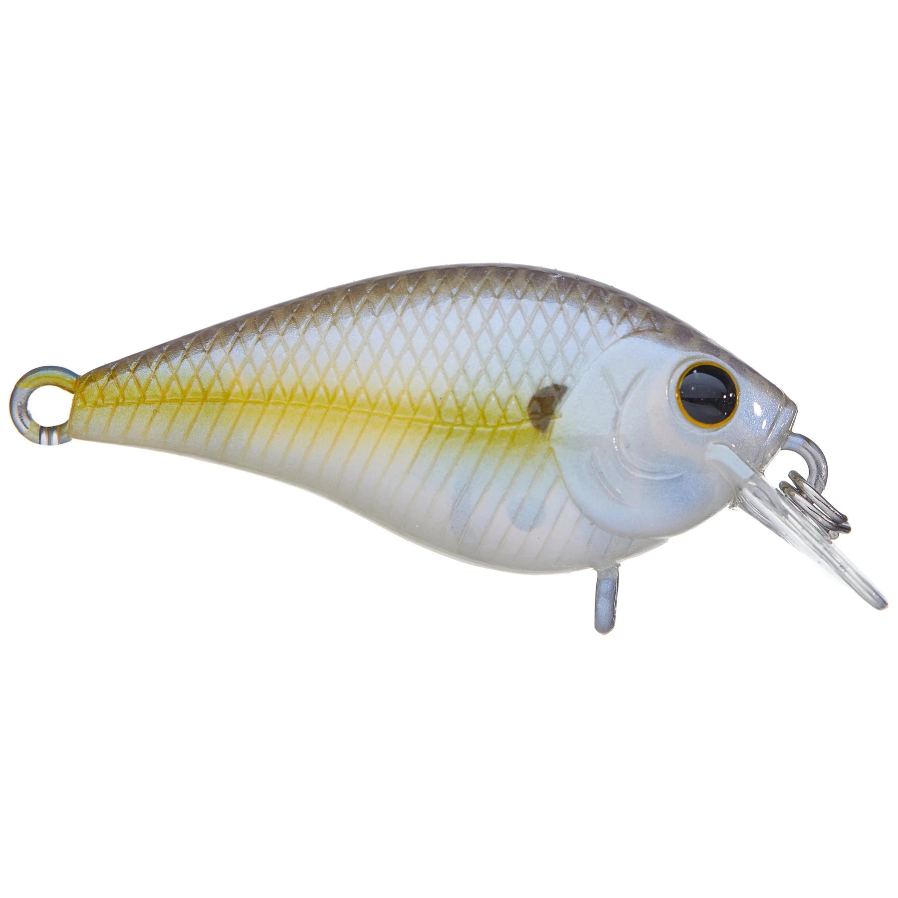 Chartreuse Shad