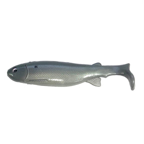 Gizzard Shad