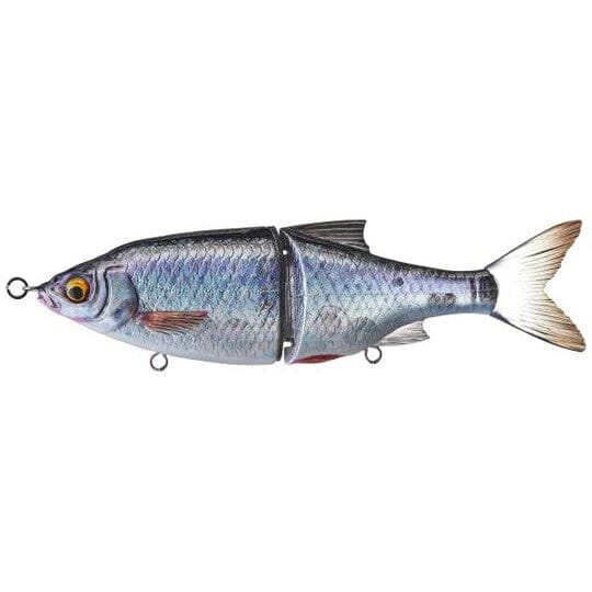 Ghost Gizzard Shad