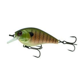 Baby Bluegill