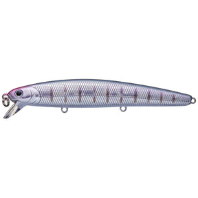 Aurora Barred Surf Perch