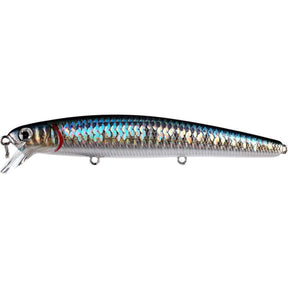 Zebra MS American Shad