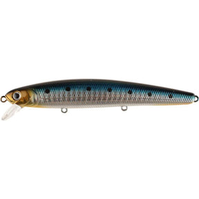 Zebra Sardine