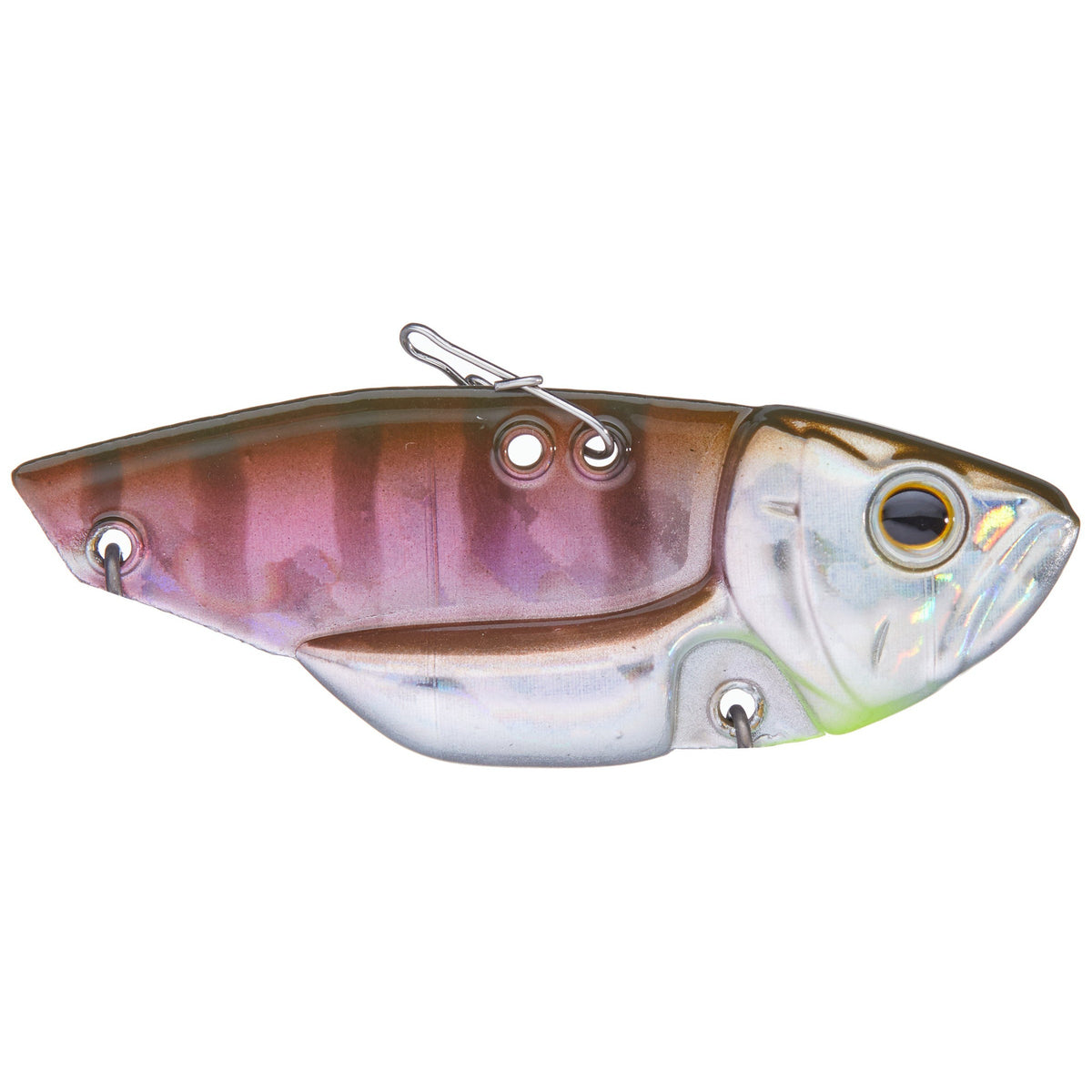 Juvenile Gill