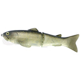 Golden shiner #35