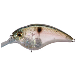 Gizzard Shad