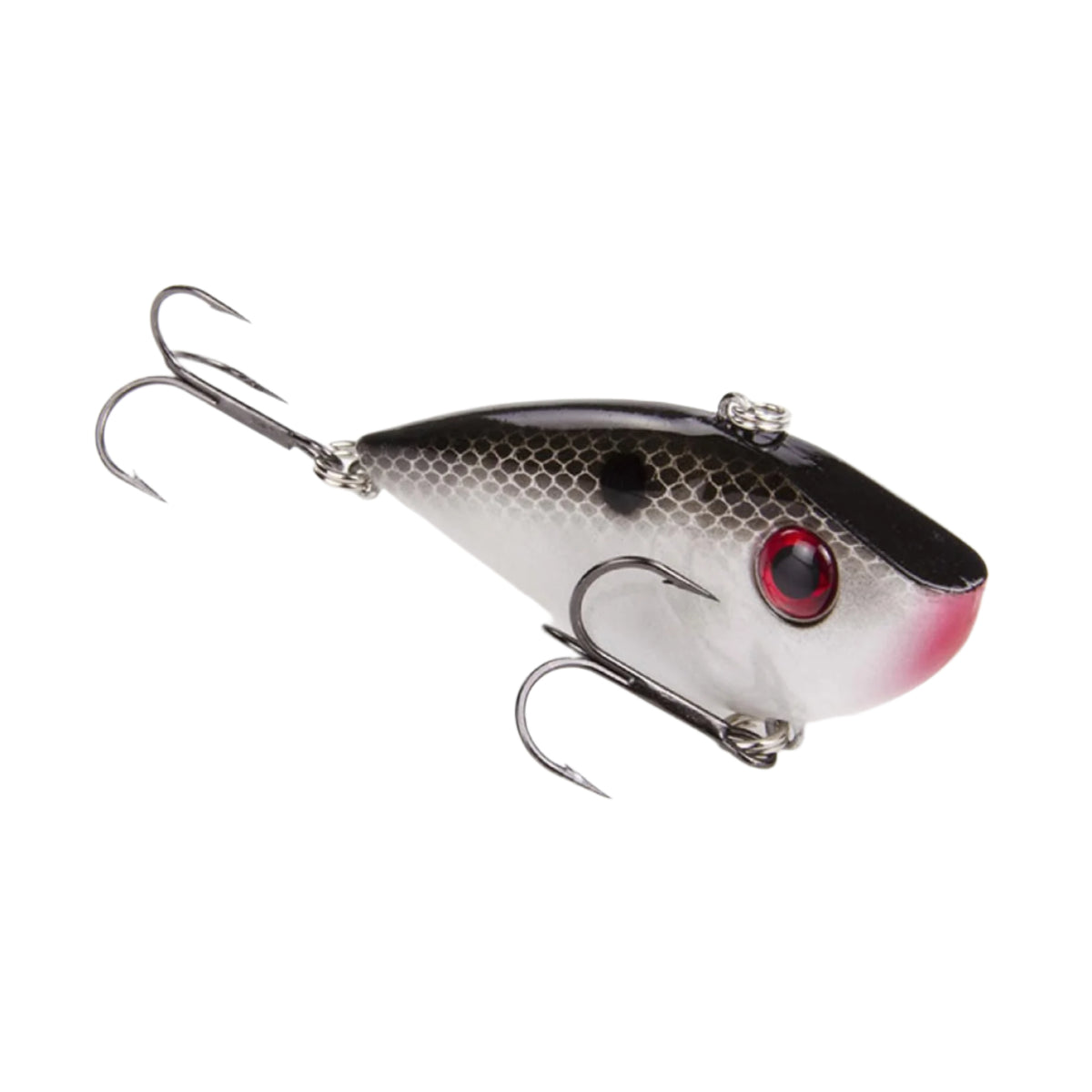 Gizzard Shad 