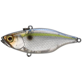 Threadfin Shad