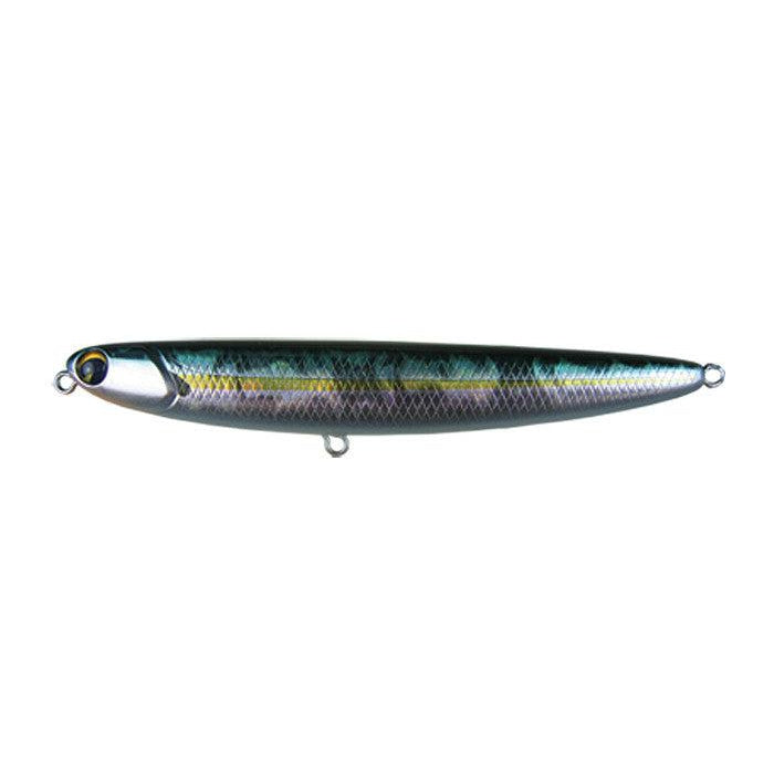 American Shad